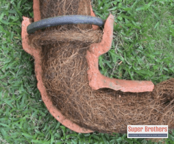 tree roots inside clay sewer pipe