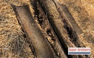 tree roots in clay sewer pipe