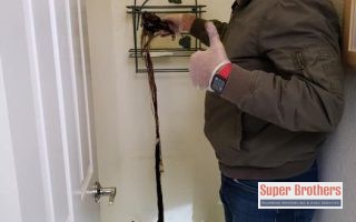 tree roots in sewer pipe