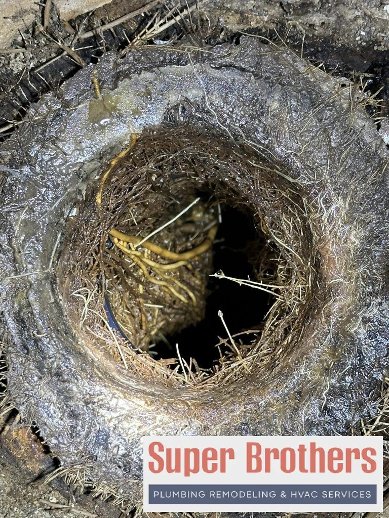 roots inside the sewer line