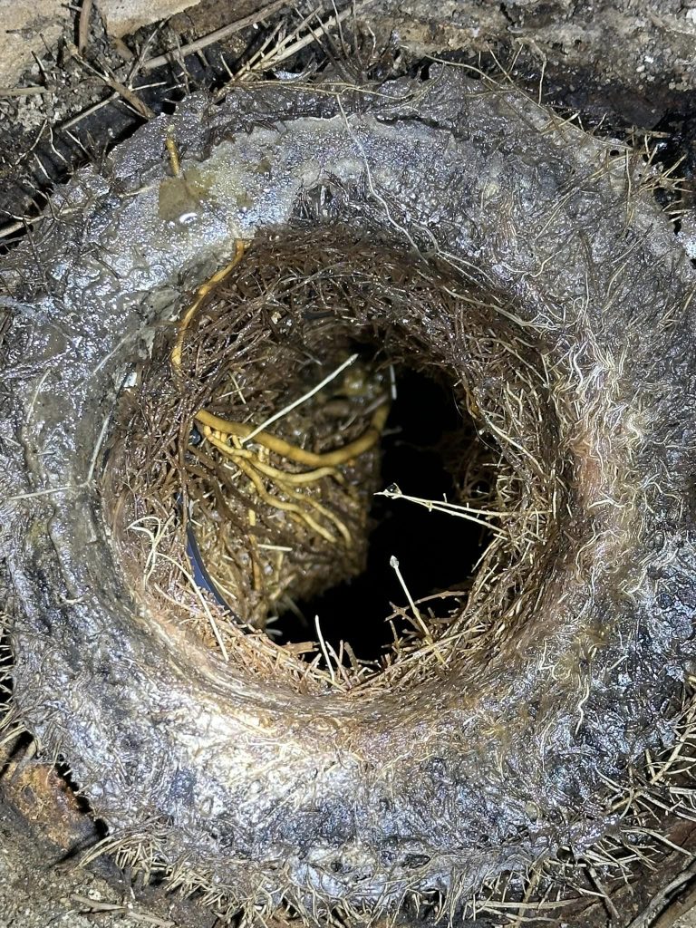 roots inside the sewer line