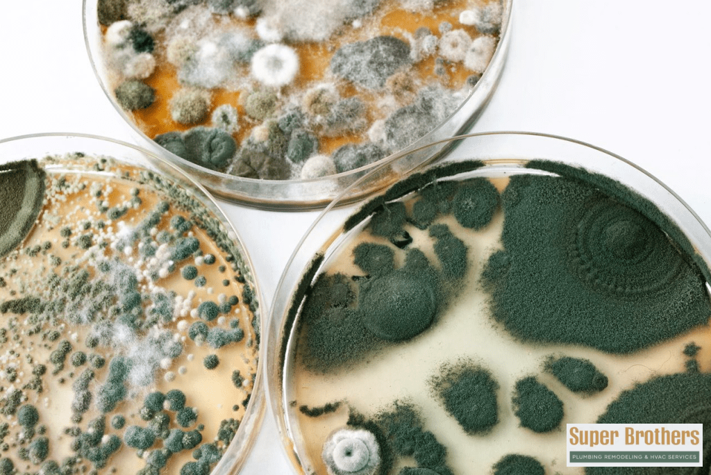 mold after water leak