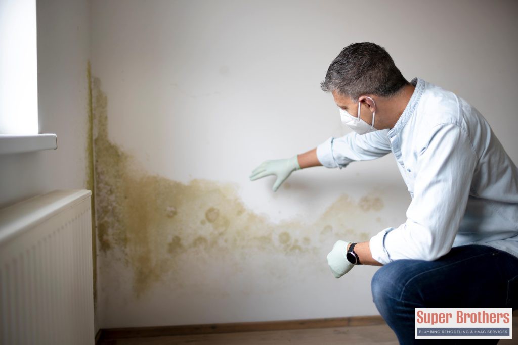 Dangerous Mold In the House